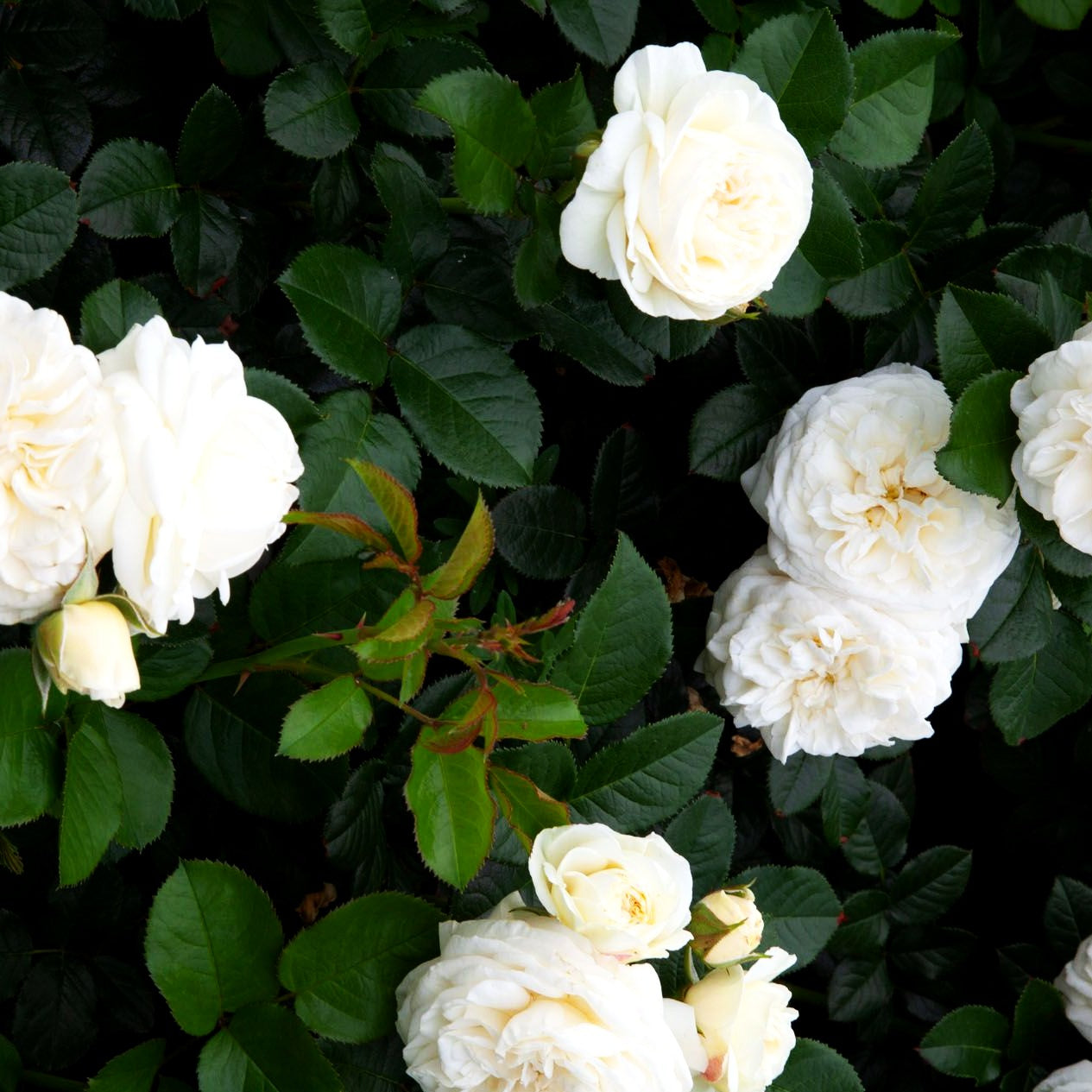 Strauchrose 'Artemis' -R- (Rosa STR VI)