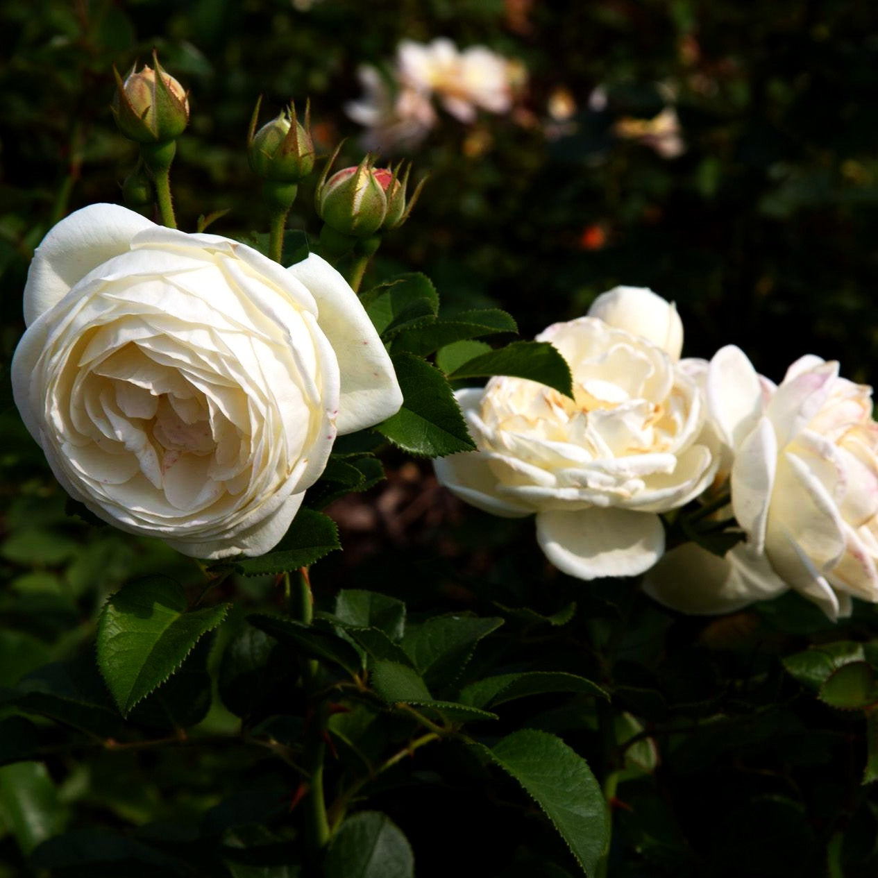 Strauchrose 'Artemis' -R- (Rosa STR VI)