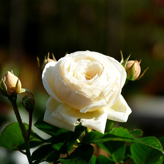 Strauchrose 'Artemis' -R- (Rosa STR VI)