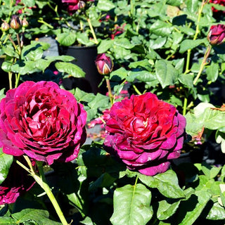 Strauchrose 'Astrid Gräfin von Hardenberg' (Rosa STR VI)