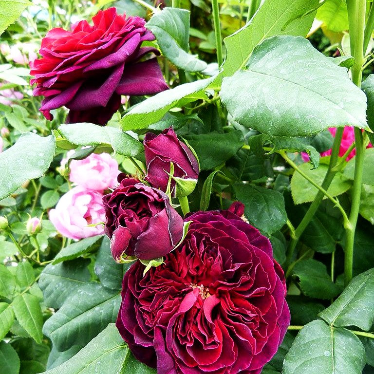 Strauchrose 'Astrid Gräfin von Hardenberg' (Rosa STR VI)