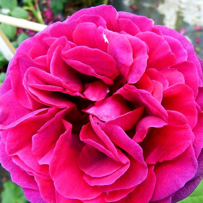 Strauchrose 'Astrid Gräfin von Hardenberg' (Rosa STR VI)