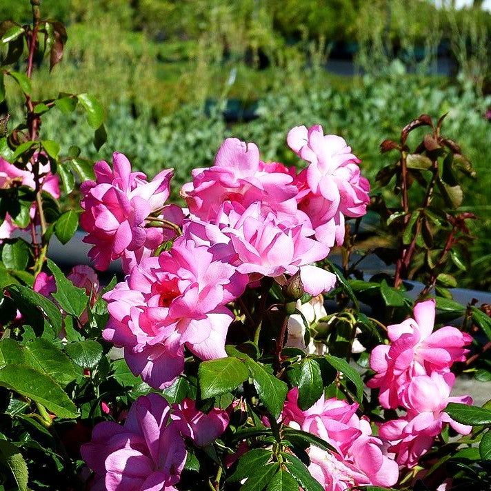 Strauchrose 'Centenaire de Lourdes' (Rosa STR III)