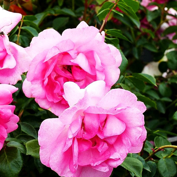 Strauchrose 'Centenaire de Lourdes' (Rosa STR III)