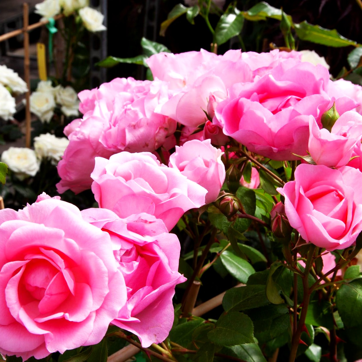 Strauchrose 'Centenaire de Lourdes' (Rosa STR III)