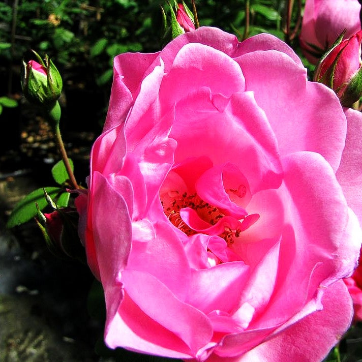 Strauchrose 'Centenaire de Lourdes' (Rosa STR III)