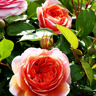 Strauchrose 'Chippendale' (Rosa STR VI)