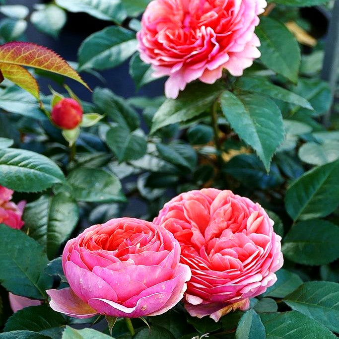 Strauchrose 'Chippendale' (Rosa STR VI)