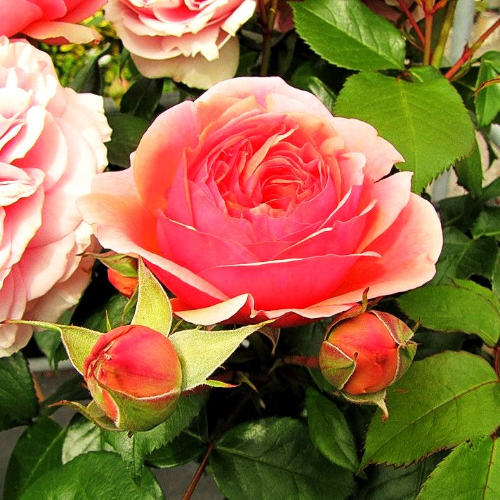 Strauchrose 'Chippendale' (Rosa STR VI)