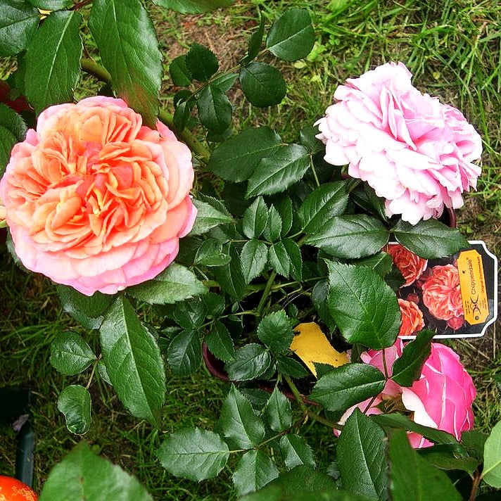 Strauchrose 'Chippendale' (Rosa STR VI)