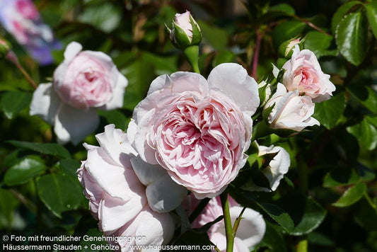 Strauchrose 'Cinderella'  -R- 'Cinderella' (Rosa  STR V)