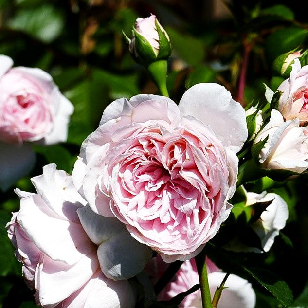 Strauchrose 'Cinderella' -R- (Rosa STR V)