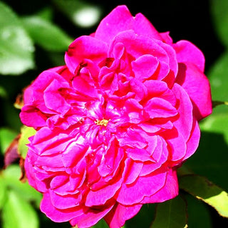 Strauchrose 'Darcey Bussell' (Rosa STR VI)