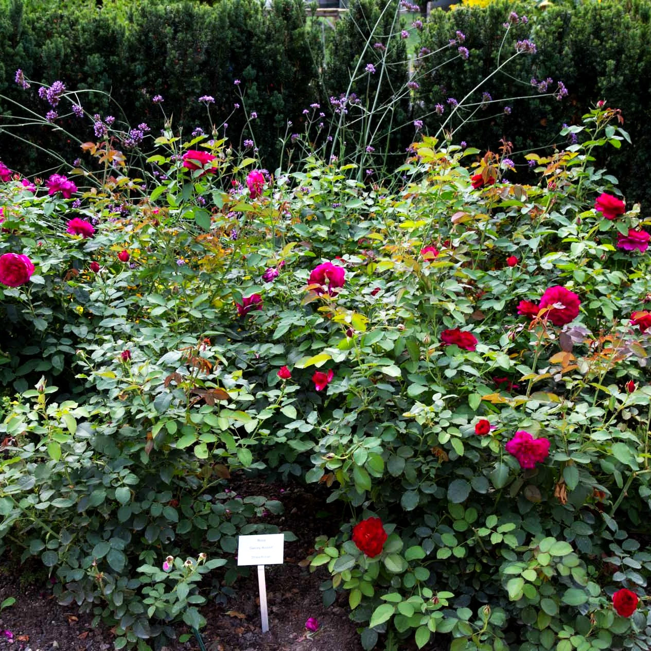 Strauchrose 'Darcey Bussell' (Rosa STR VI)