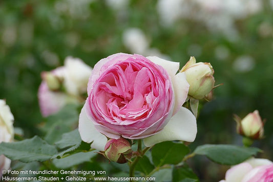 Strauchrose 'Eden Rose '85'  -R- 'Eden Rose '85' (Rosa  STR V)
