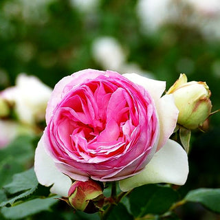 Strauchrose 'Eden Rose '85' -R- (Rosa STR V)