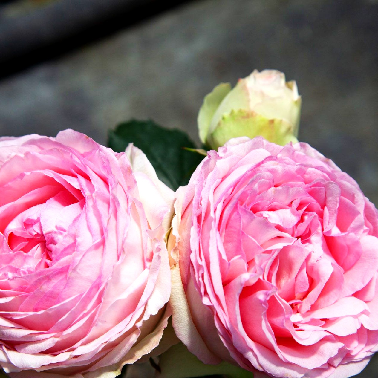 Strauchrose 'Eden Rose '85' -R- (Rosa STR V)