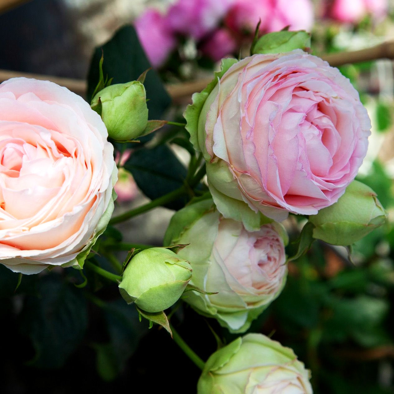 Strauchrose 'Eden Rose '85' -R- (Rosa STR V)