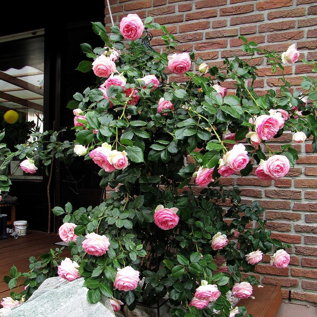 Strauchrose 'Eden Rose '85' -R- (Rosa STR V)