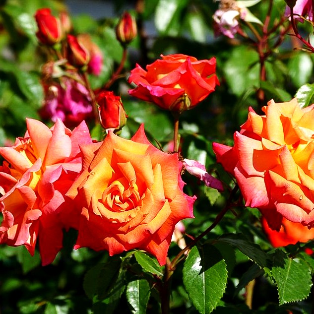Strauchrose 'Freisinger Morgenröte' (Rosa STR III)