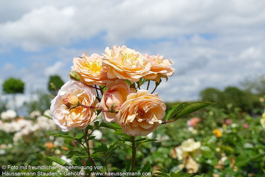 Strauchrose 'Ghislaine de Feligonde' 'Ghislaine de Feligonde' (Rosa  STR IV)