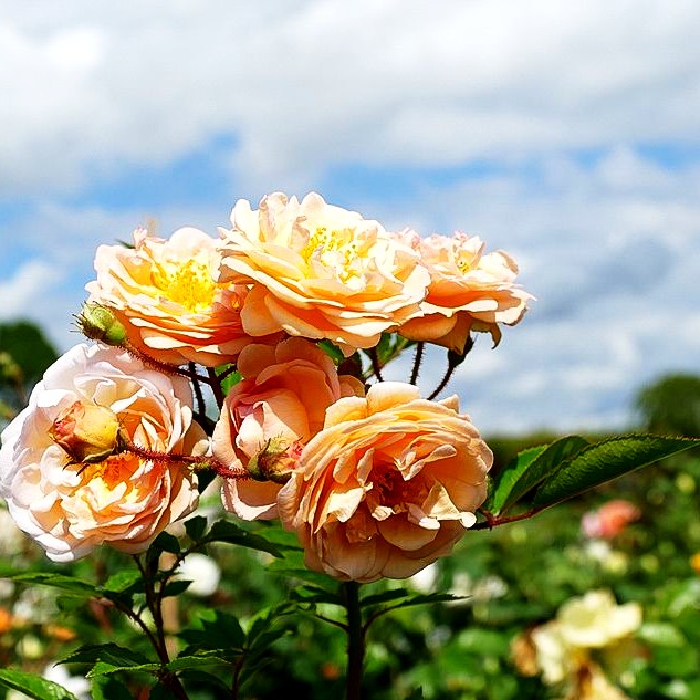 Strauchrose 'Ghislaine de Feligonde' (Rosa STR IV)