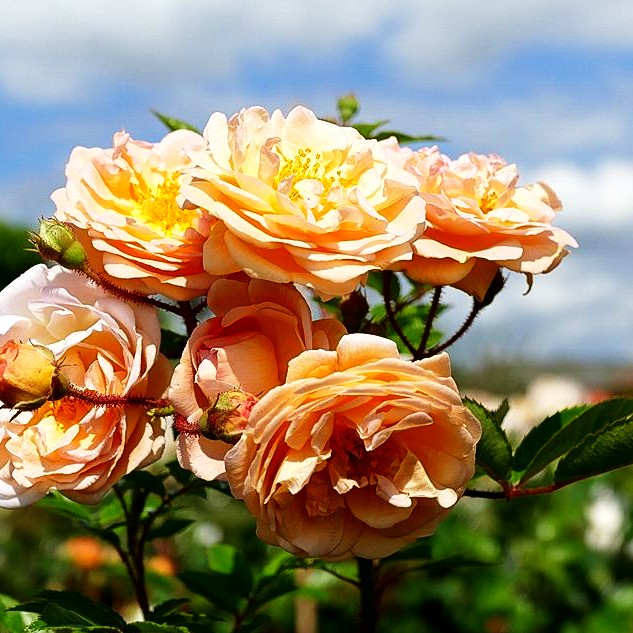Strauchrose 'Ghislaine de Feligonde' (Rosa STR IV)
