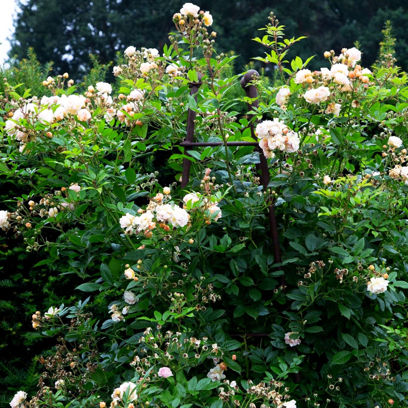 Strauchrose 'Ghislaine de Feligonde' (Rosa STR IV)