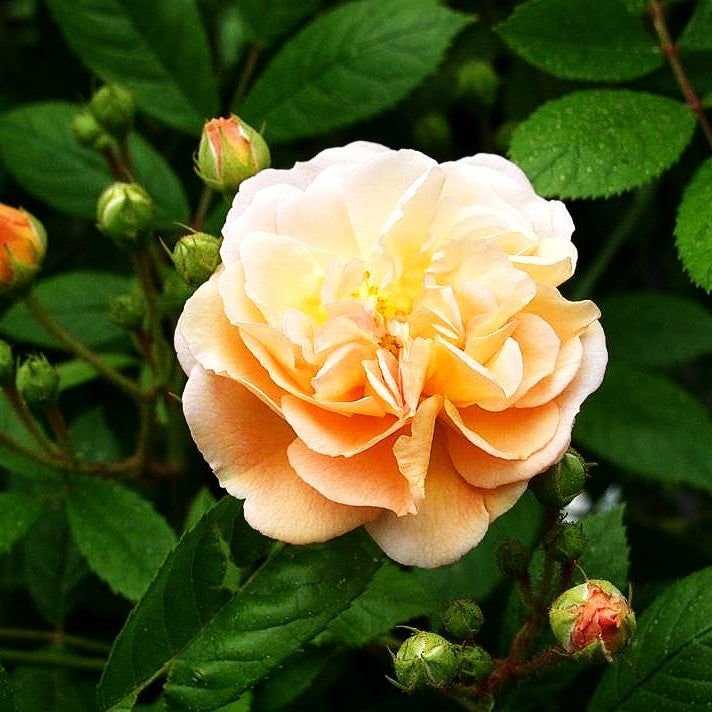 Strauchrose 'Ghislaine de Feligonde' (Rosa STR IV)