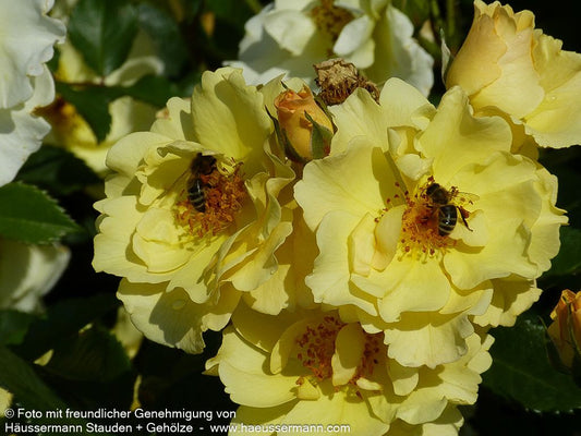 Strauchrose 'Goldspatz' (Rosa  STR IV)