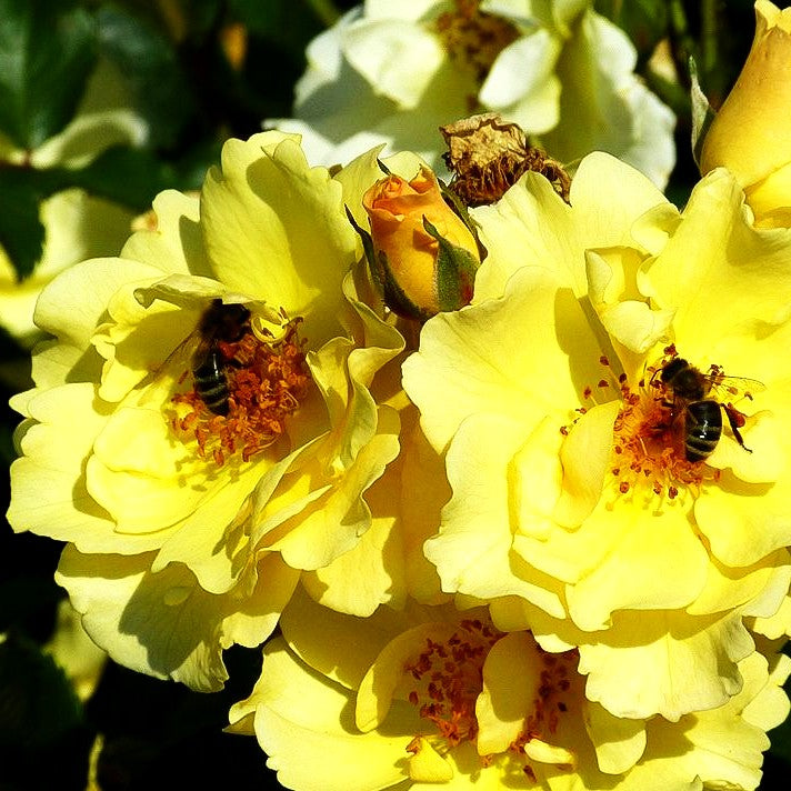 Strauchrose 'Goldspatz' (Rosa STR IV)