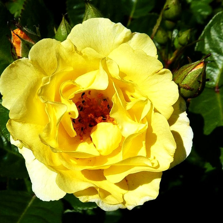 Strauchrose 'Goldspatz' (Rosa STR IV)