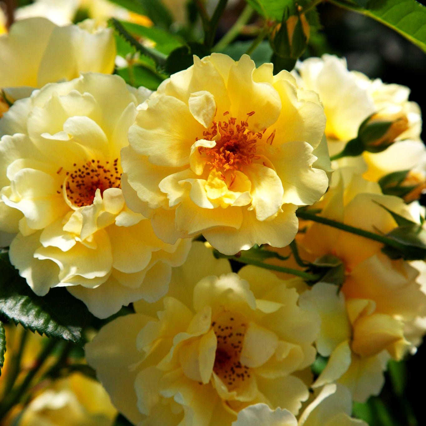 Strauchrose 'Goldspatz' (Rosa STR IV)