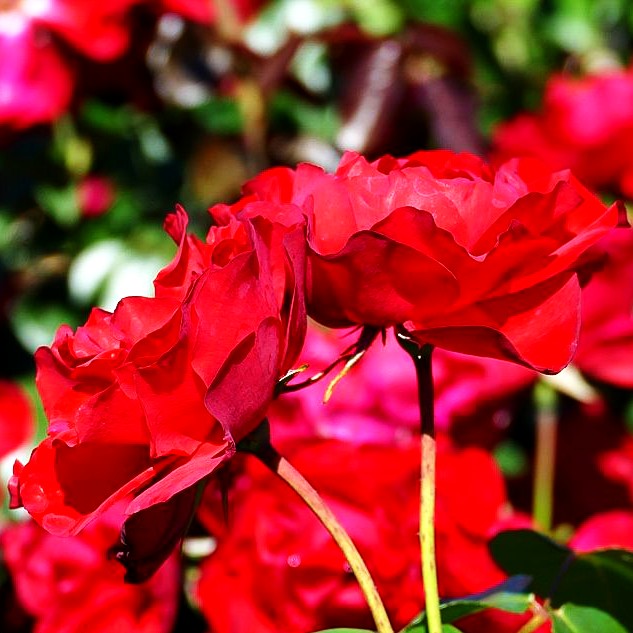 Strauchrose 'Grandhotel' (Rosa STR IV)