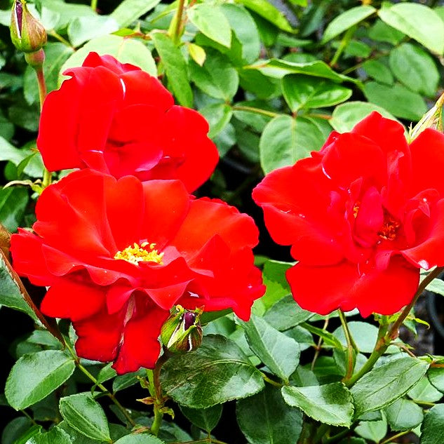 Strauchrose 'Grandhotel' (Rosa STR IV)