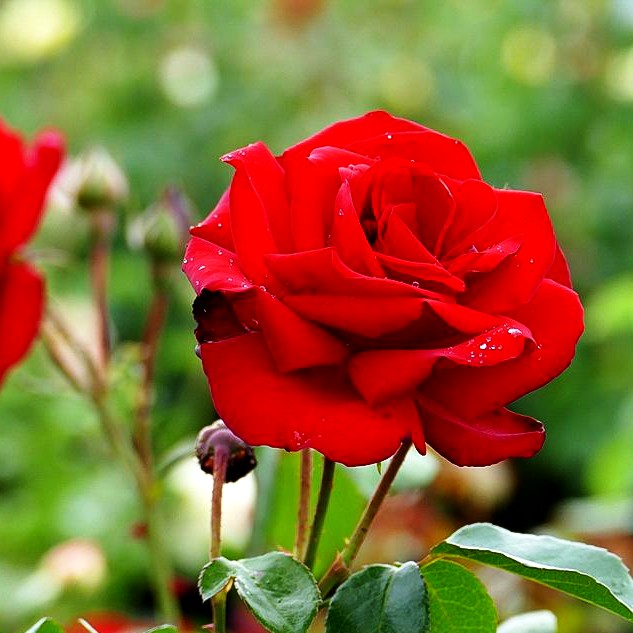 Strauchrose 'Grandhotel' (Rosa STR IV)