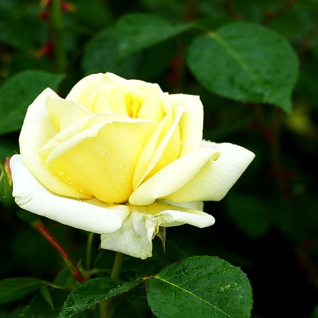 Strauchrose 'Gruß an Oldenburg' (Rosa STR VI)