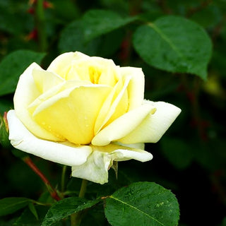 Strauchrose 'Gruß an Oldenburg' (Rosa STR VI)