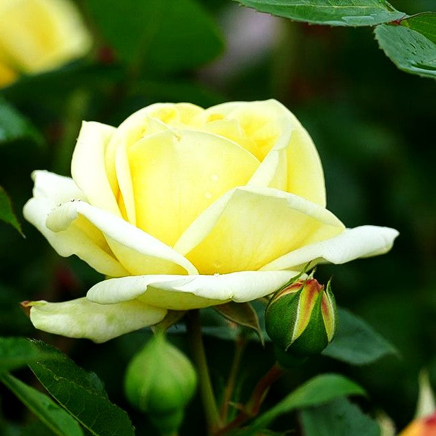 Strauchrose 'Gruß an Oldenburg' (Rosa STR VI)