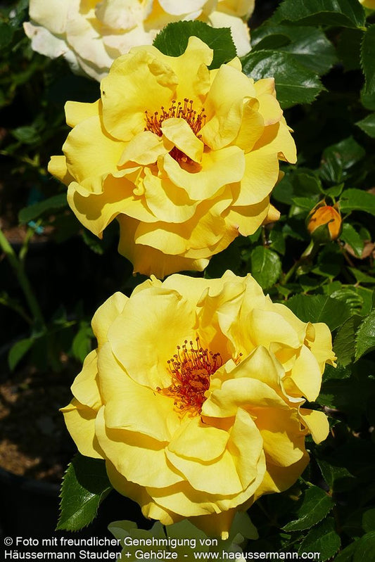 Strauchrose 'Lichtkönigin Lucia'  -R- 'Lichtkönigin Lucia' (Rosa  STR III)