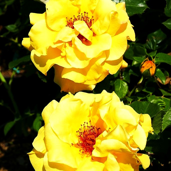 Strauchrose 'Lichtkönigin Lucia' -R- (Rosa STR III)