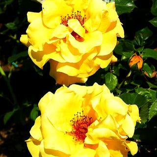 Strauchrose 'Lichtkönigin Lucia' -R- (Rosa STR III)