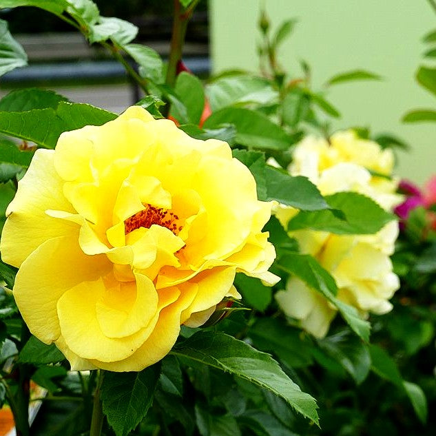 Strauchrose 'Lichtkönigin Lucia' -R- (Rosa STR III)