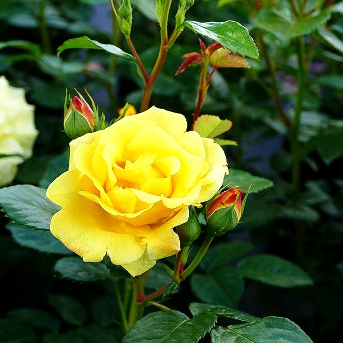 Strauchrose 'Lichtkönigin Lucia' -R- (Rosa STR III)