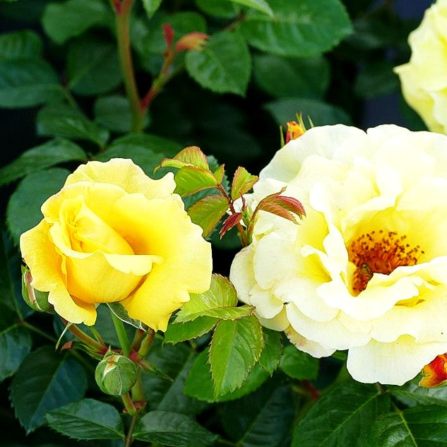 Strauchrose 'Lichtkönigin Lucia' -R- (Rosa STR III)
