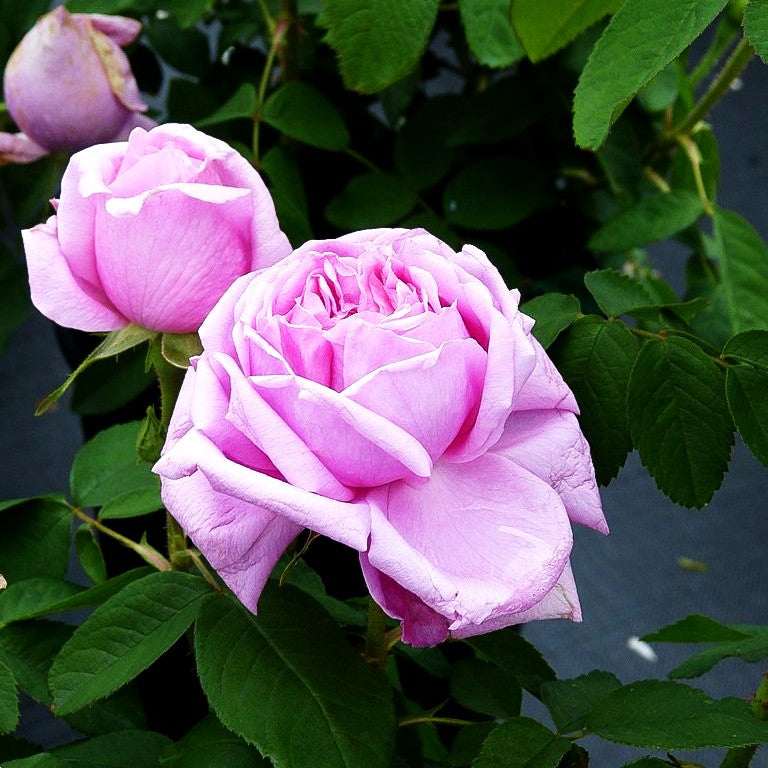 Strauchrose 'Madame Boll' (Rosa STR V)