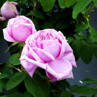 Strauchrose 'Madame Boll' (Rosa STR V)
