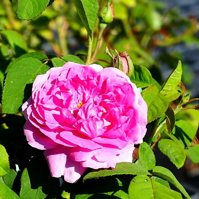 Strauchrose 'Madame Boll' (Rosa STR V)
