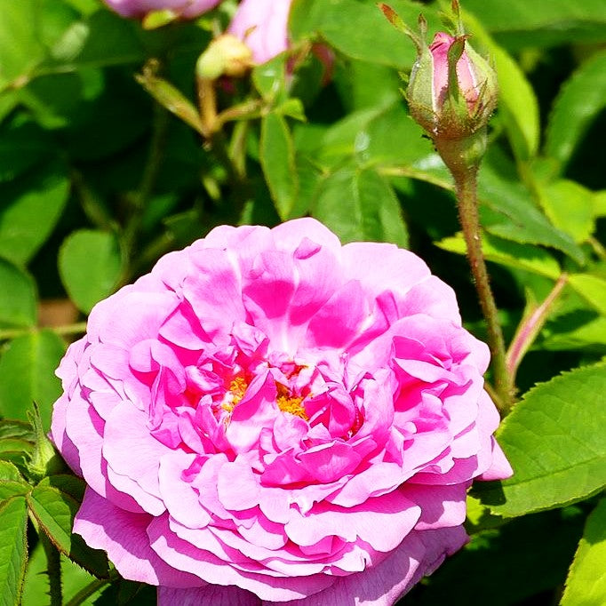 Strauchrose 'Madame Boll' (Rosa STR V)