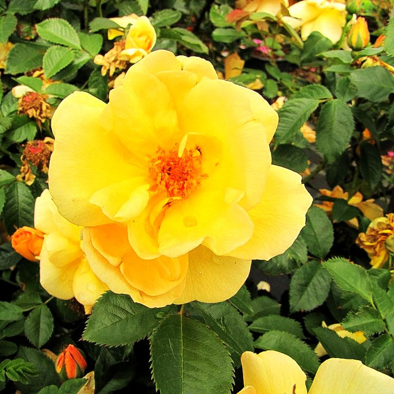 Strauchrose 'Maigold' (Rosa spinosissima STR IV)